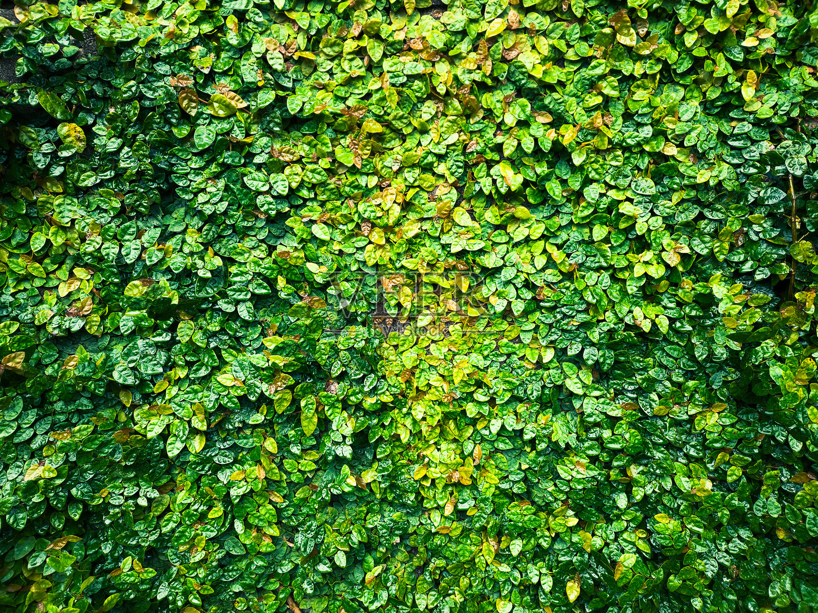绿色爬藤榕的背景和表面（纹理）以及墙面垂直花园装饰照片摄影图片