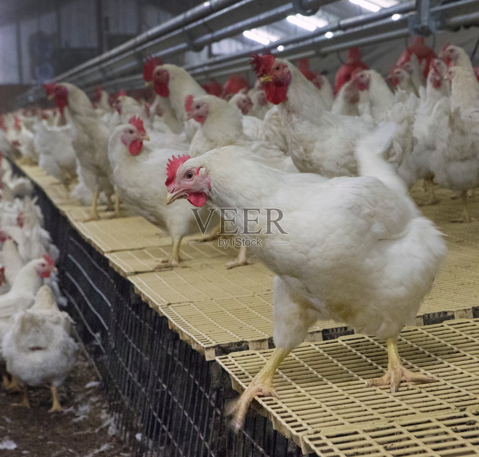 繁殖公司。现代养鸡场中的白色母鸡。照片摄影图片