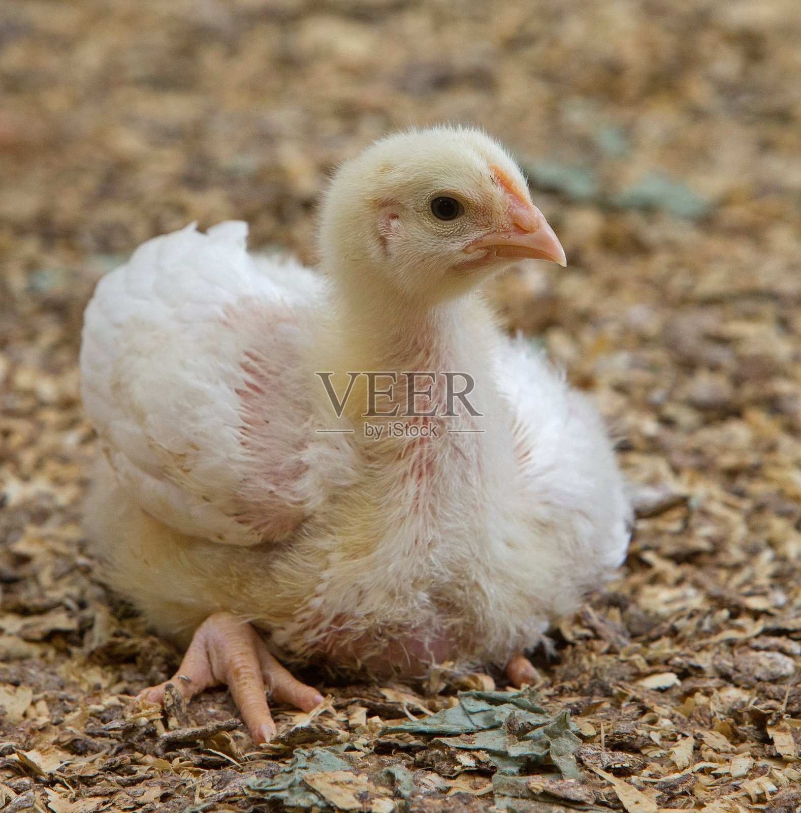 现代化的禽舍，里面有鸡和小鸡。照片摄影图片