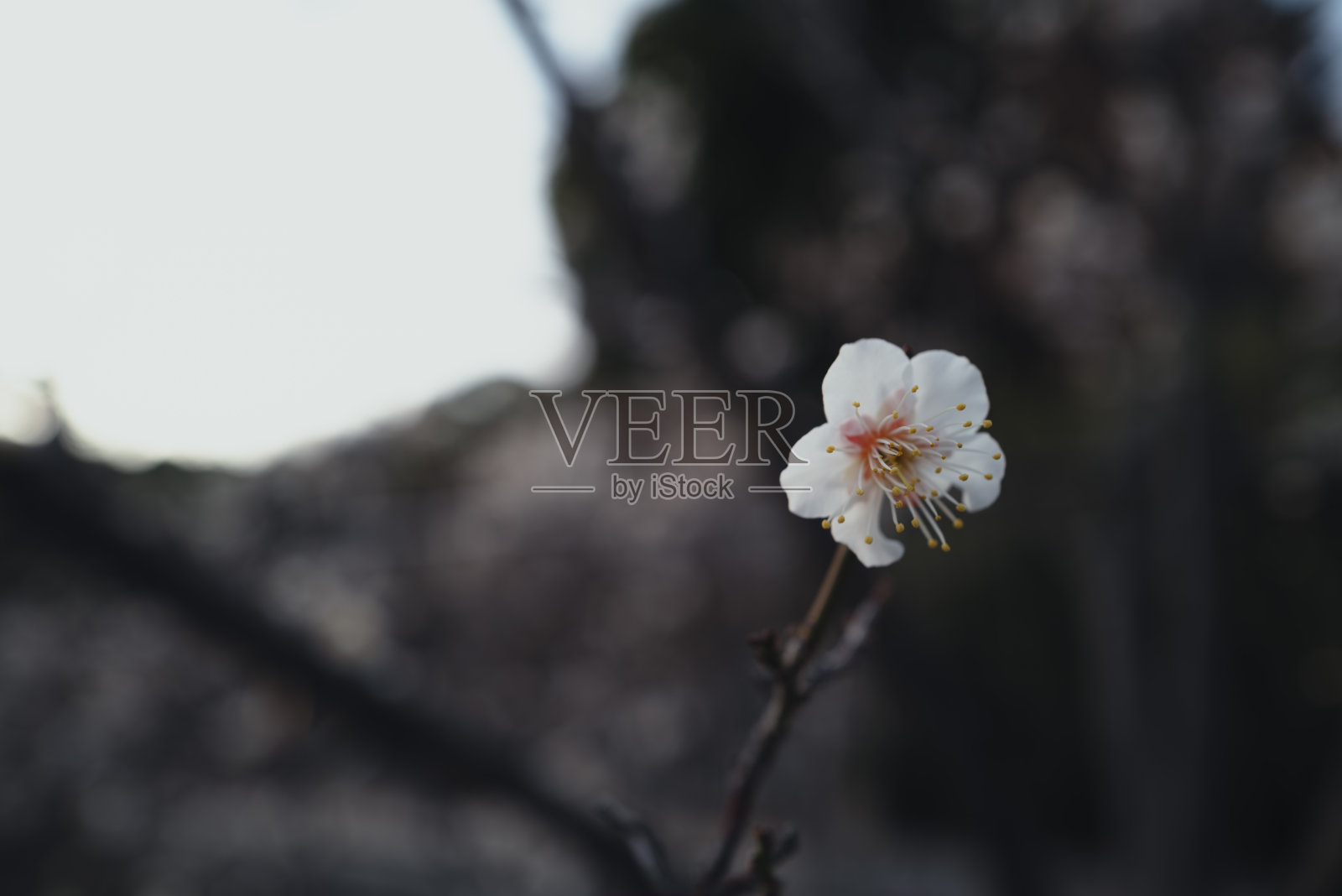 夕阳染红的白梅花，转瞬即逝却美丽的景象照片摄影图片