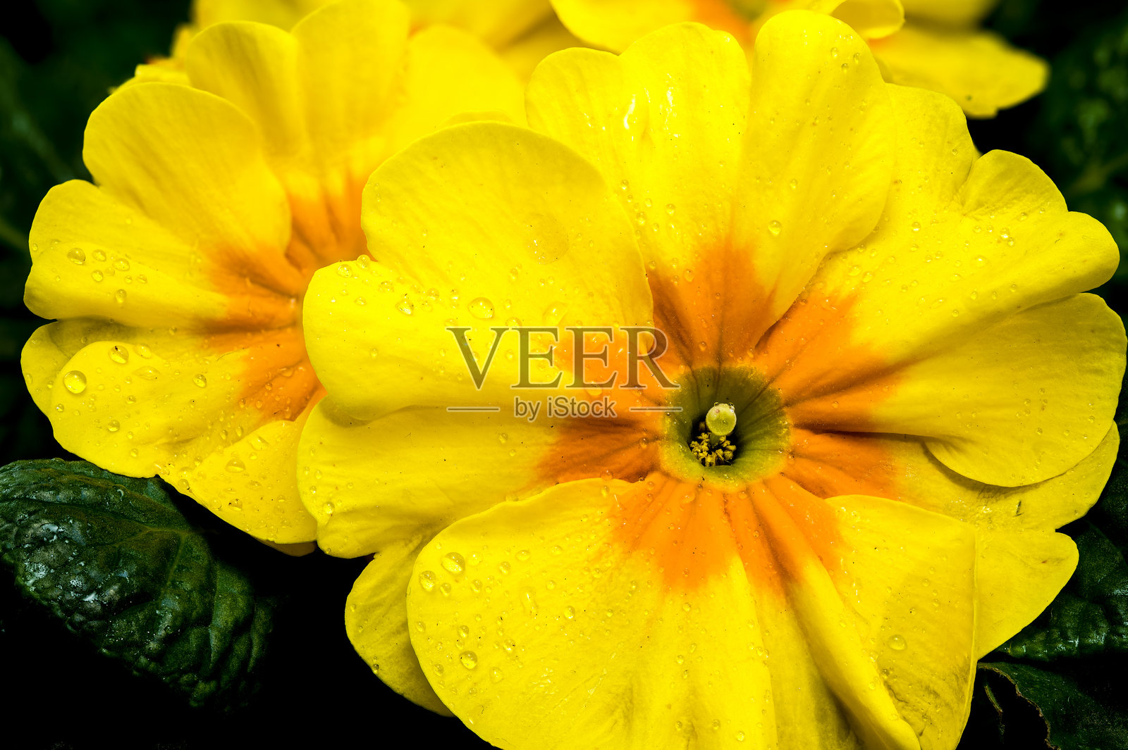 黑色背景上的黄色报春花盛开照片摄影图片