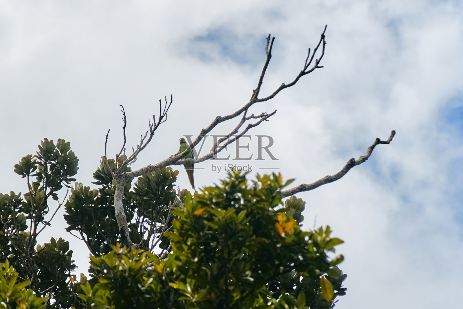 回声鹦鹉是毛里求斯一种稀有的特有鹦鹉，仅在黑河峡谷国家公园发现。照片摄影图片