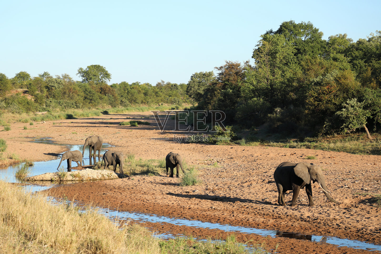 在特森泽河的非洲象 / Loxodonta africana照片摄影图片