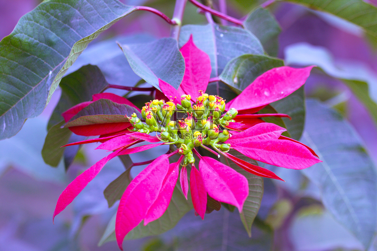 一品红植物照片摄影图片