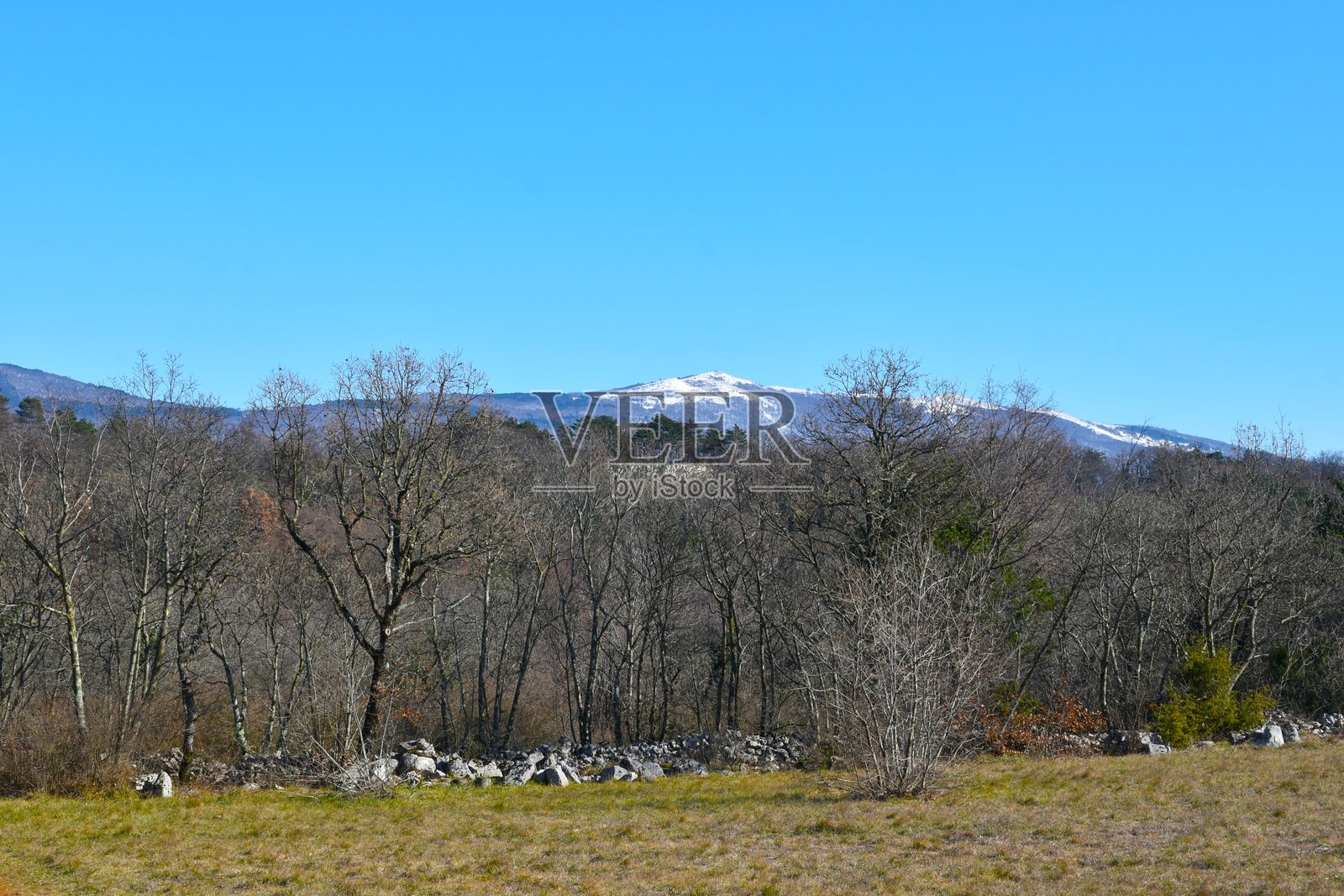 斯洛文尼亚普里莫尔斯卡地区伊斯特拉的克拉斯，斯拉夫尼克山的景观，山下是一片光秃的落叶林和草地。照片摄影图片