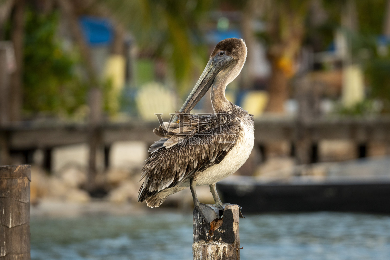 伯利兹 2025照片摄影图片