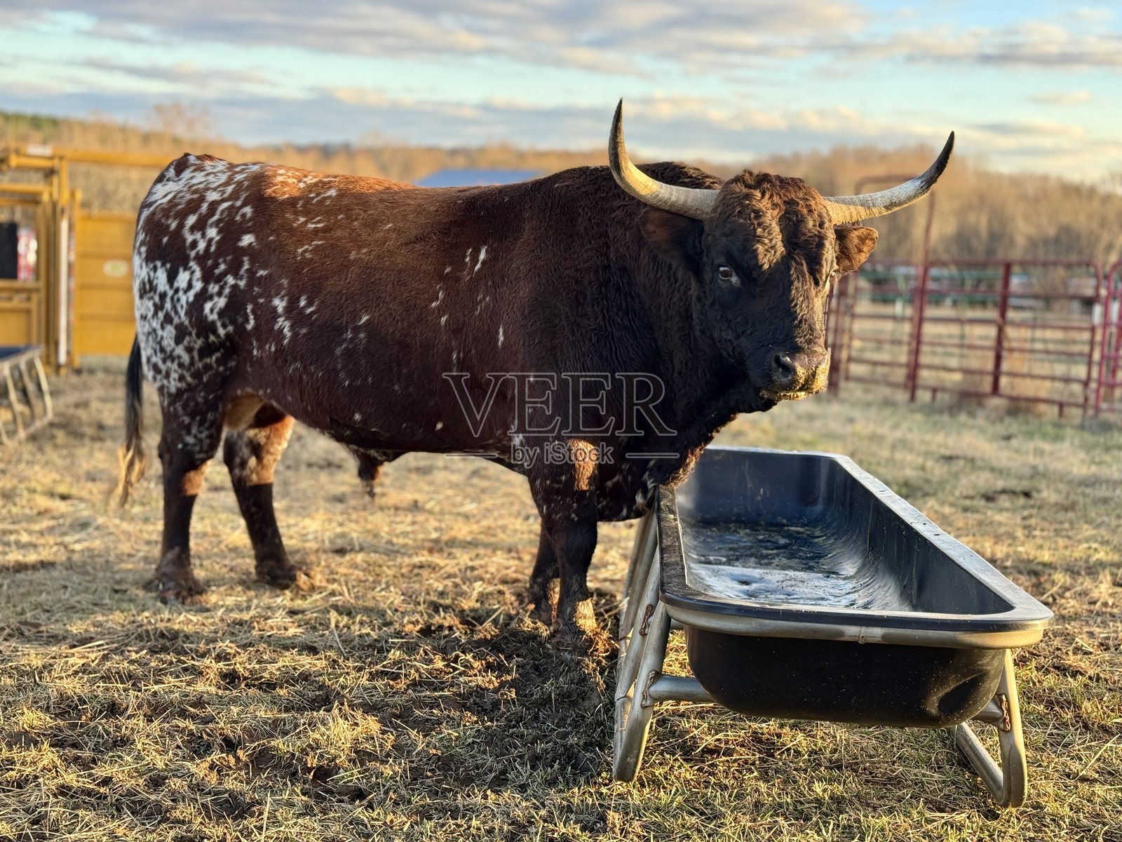 一头黑棕色的松树林公牛，身上有白色斑点，站在一个空的饲槽上。带角的动物。照片摄影图片