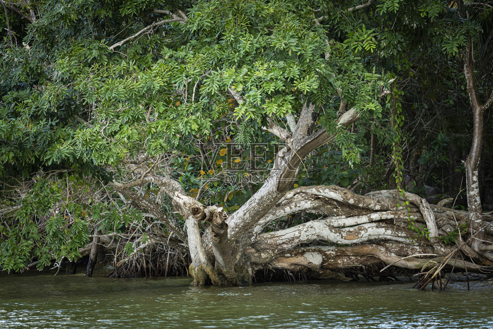 伯利兹 2025照片摄影图片