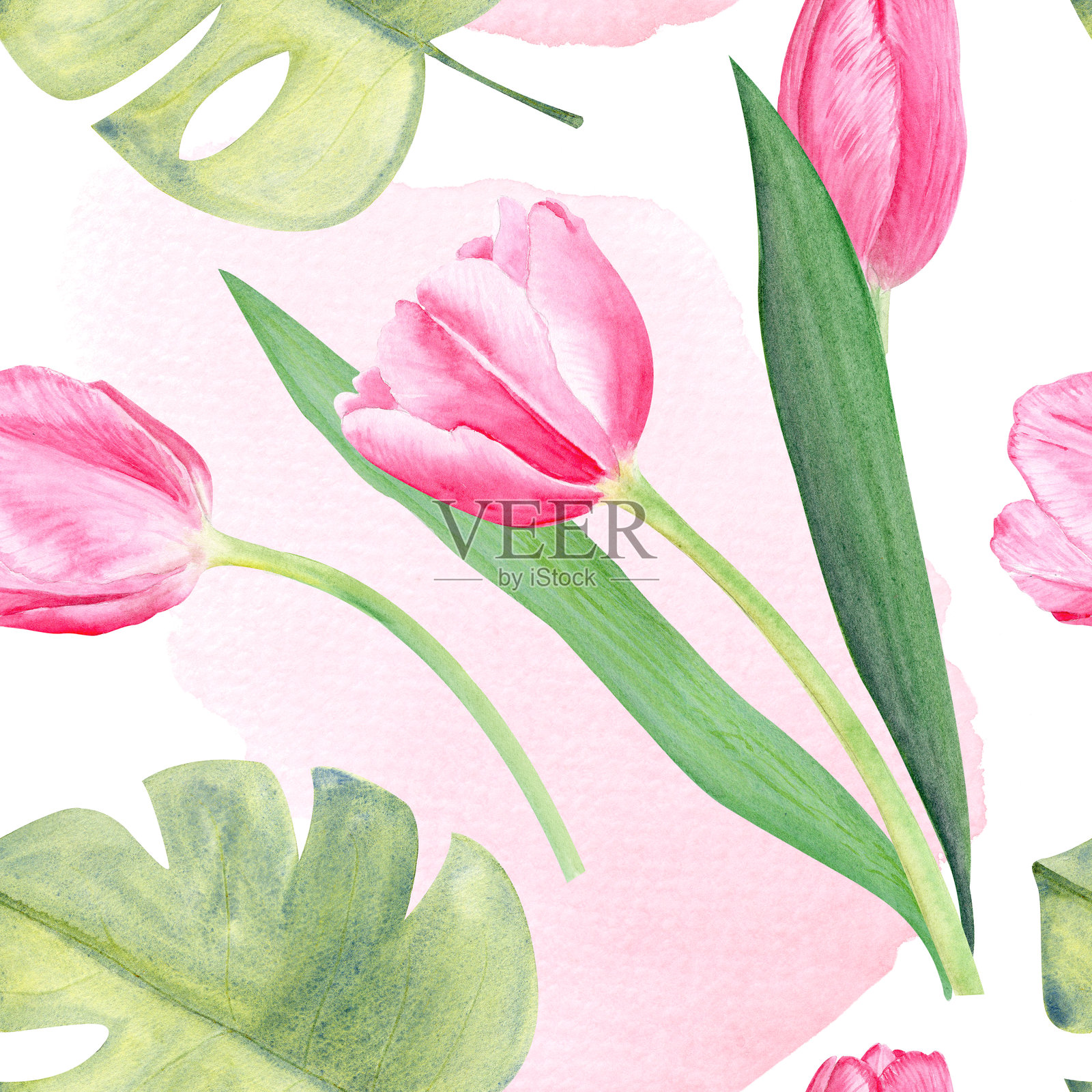 郁金香花束、龟背竹叶水彩无缝图案，独立于白色背景。插画图片素材