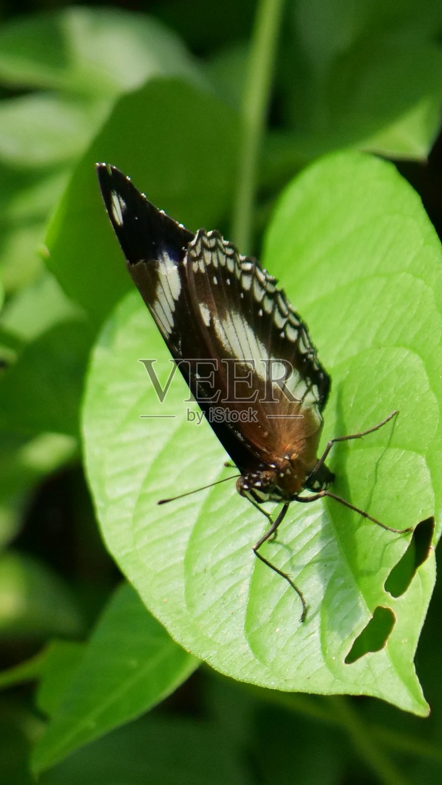 蓝月蝴蝶照片摄影图片