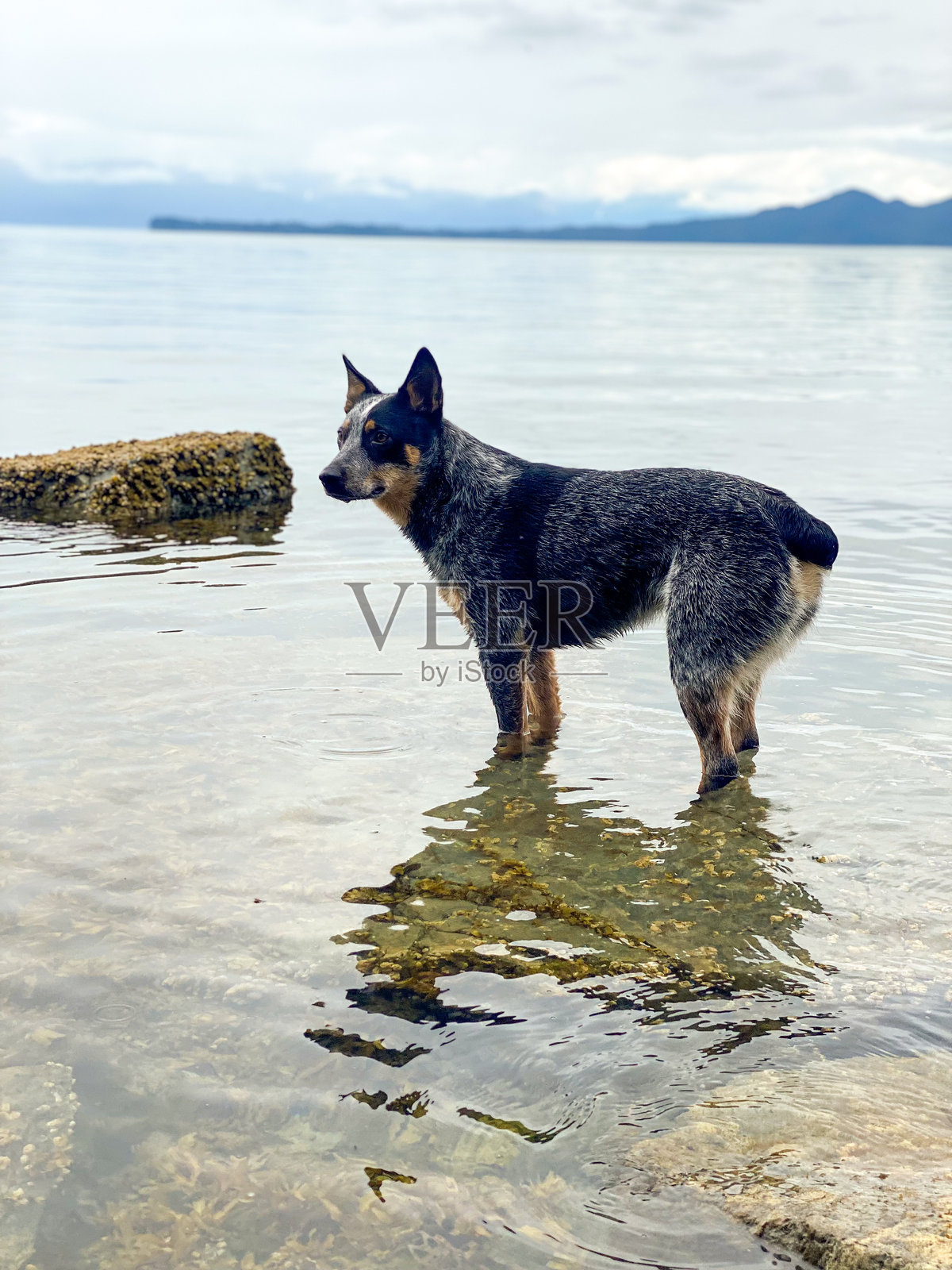 澳大利亚牧牛犬站在宁静的湖中照片摄影图片