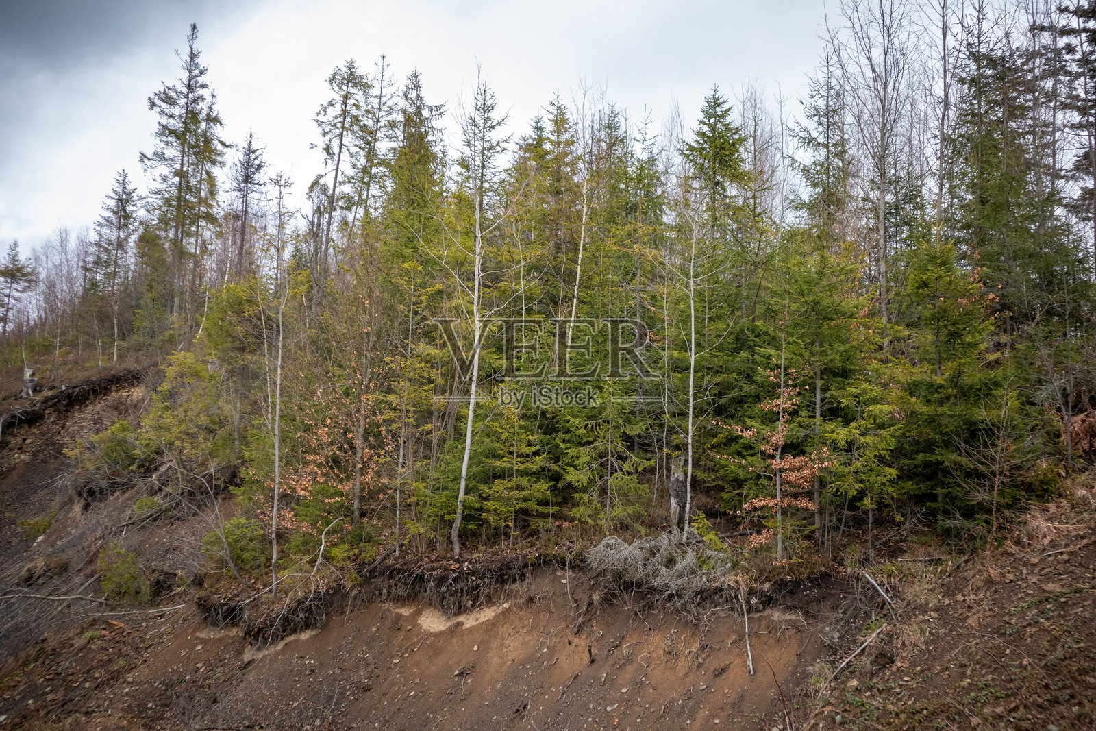 山坡上的松树在突发的山体滑坡事件中照片摄影图片