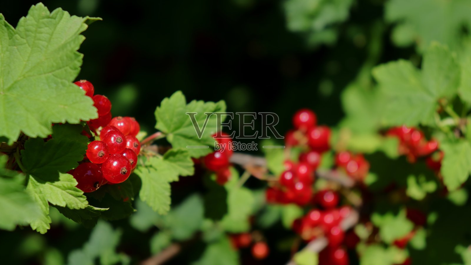 红醋栗果实（Ribes rubrum）在枝条上照片摄影图片