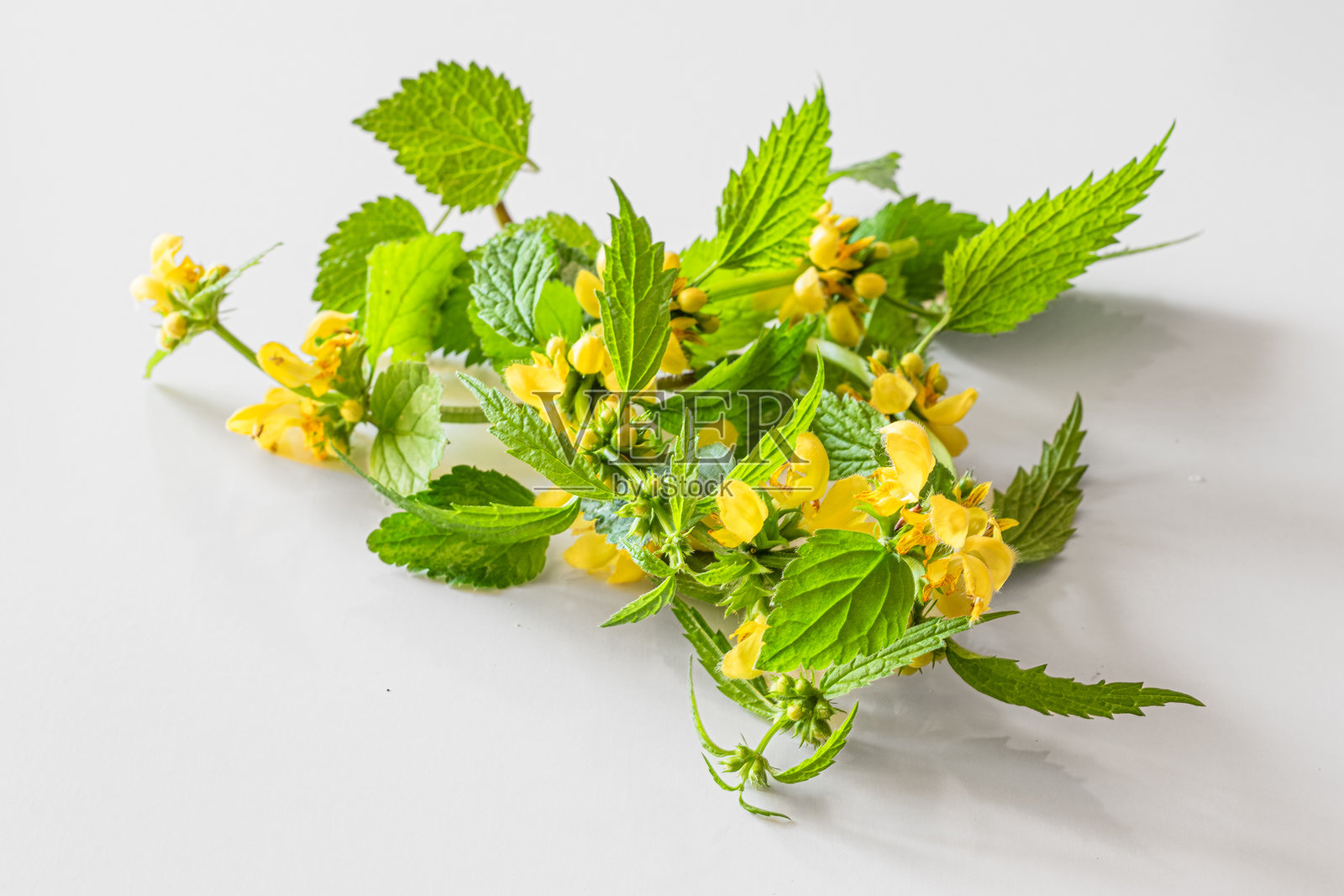 黄死荨麻草与绿色叶子照片摄影图片