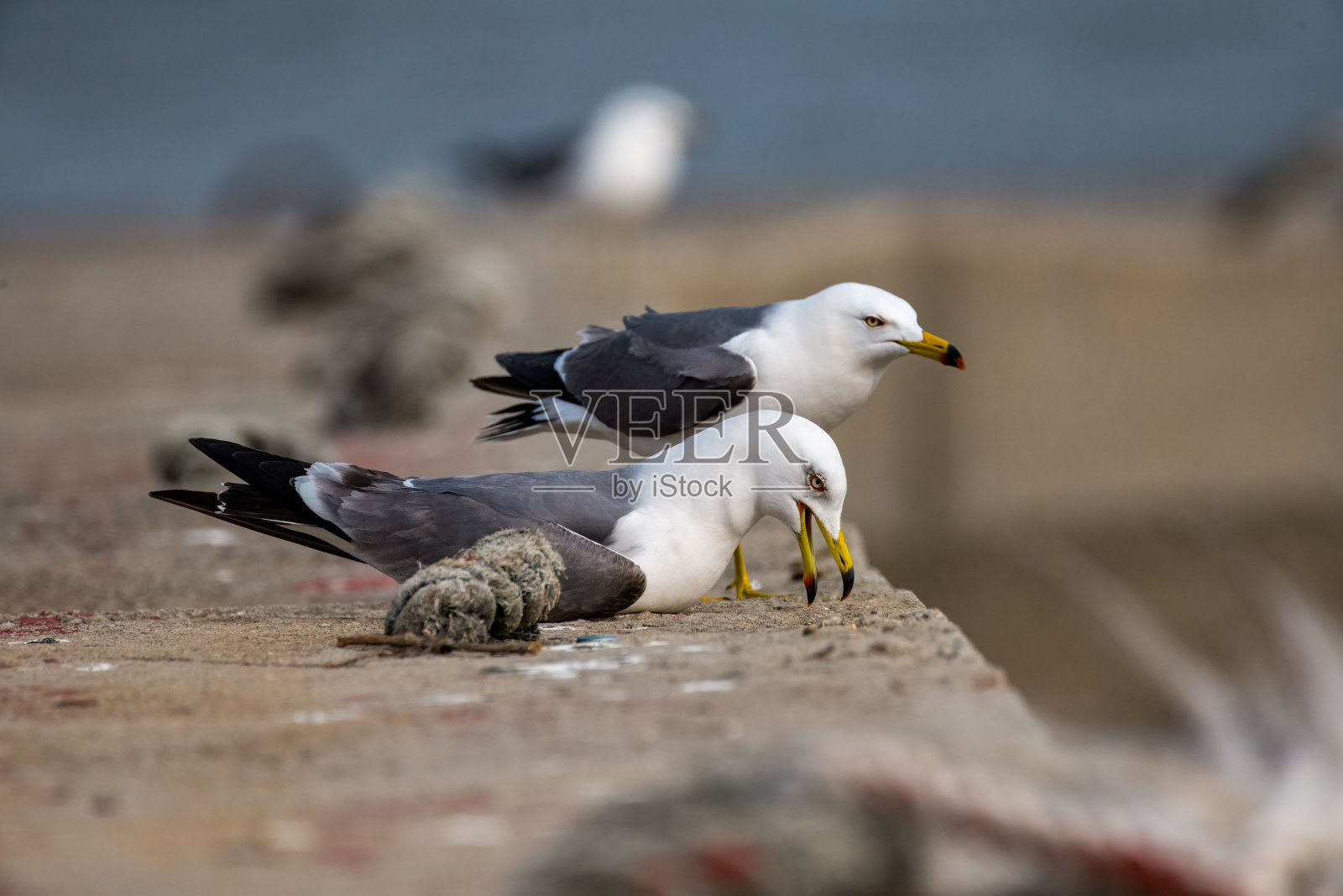 一只海鸥低头向前看。照片摄影图片
