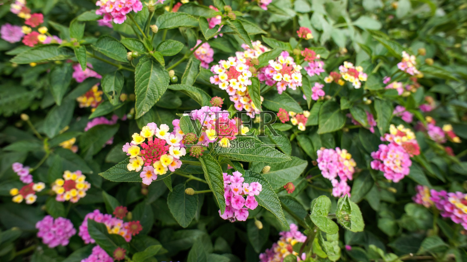 特写镜头展示了美人蕉（Lantana camara）常见的粉色、红色、橙色和黄色花朵，属于马鞭草科，生长于美洲热带的花园或景观设计中。照片摄影图片