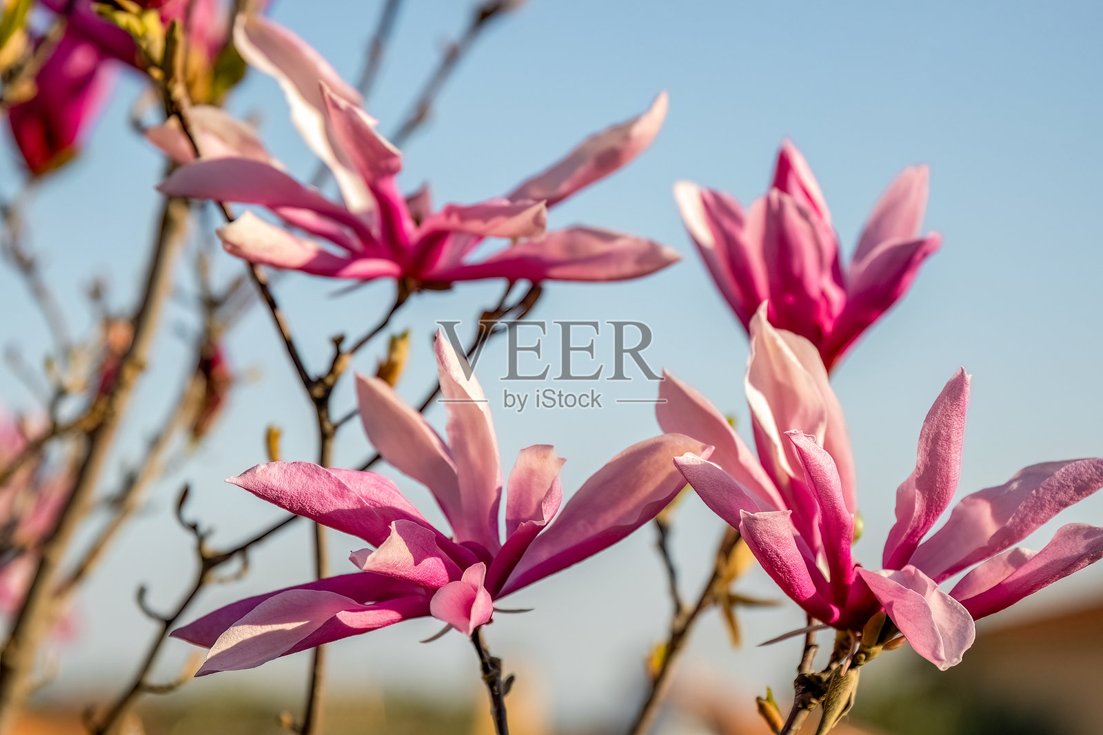 粉色木兰（Liliiflora）是一种在中国和日本栽培的小树。包括木兰、紫色、红色、百合、郁金香、日本木兰和木兰兰，适用于园艺或景观设计。照片摄影图片