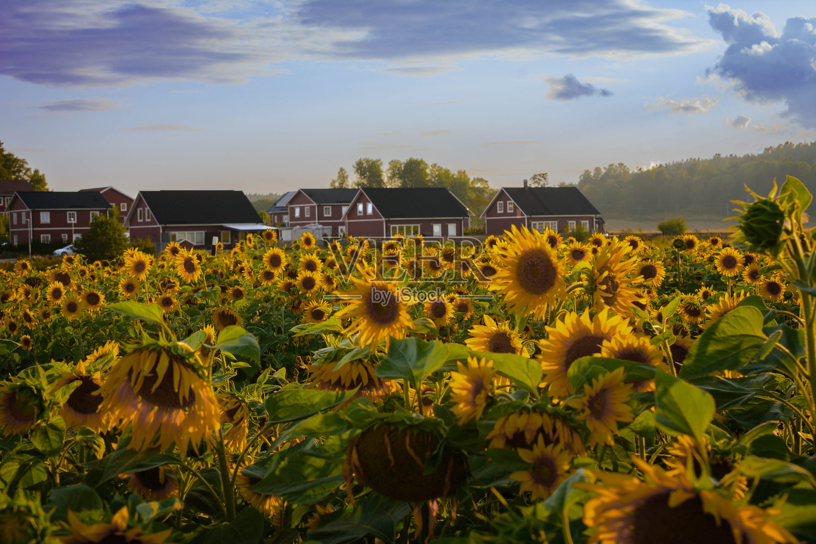 向日葵在田野中盛开照片摄影图片