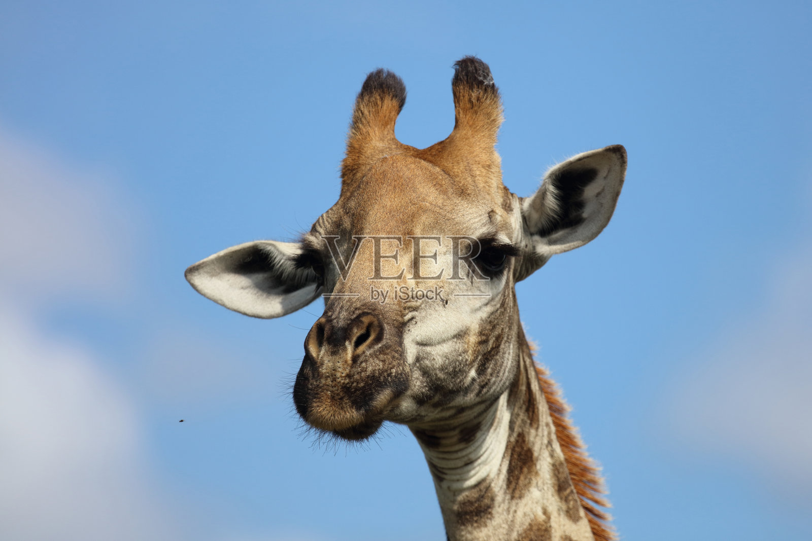 长颈鹿 / 长颈鹿 / 长颈鹿照片摄影图片