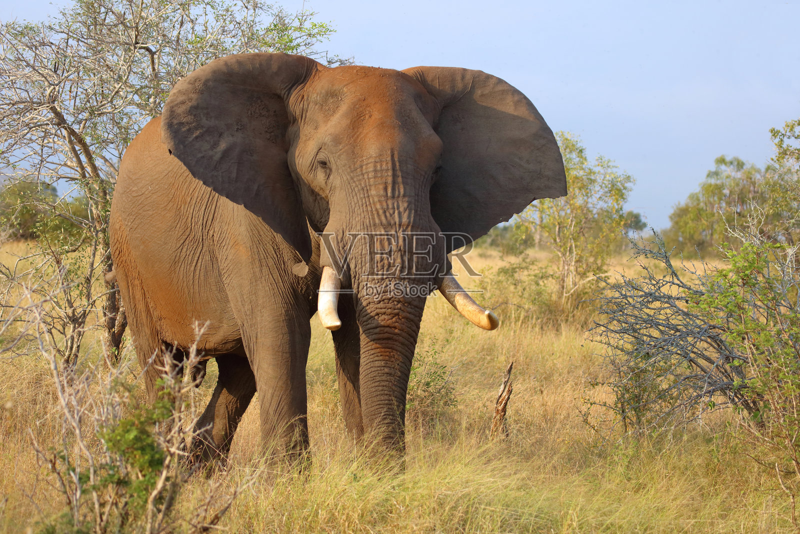非洲象 / African elephant / Loxodonta africana照片摄影图片