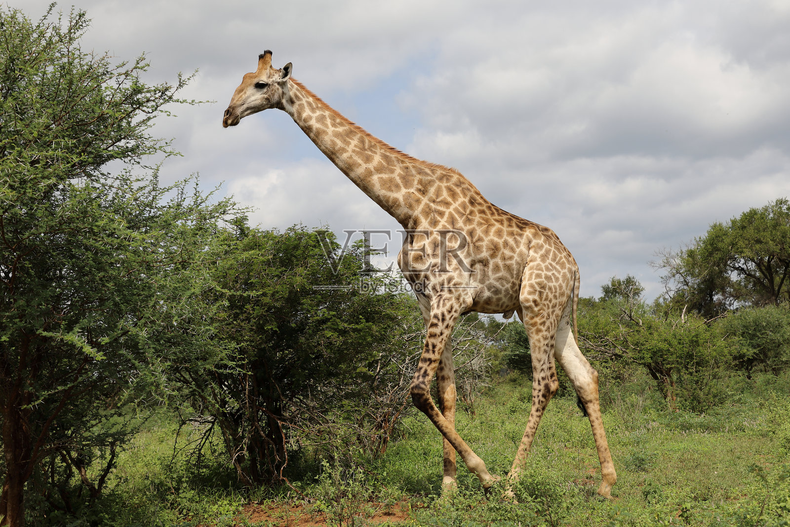 长颈鹿 / 长颈鹿 / 长颈鹿照片摄影图片