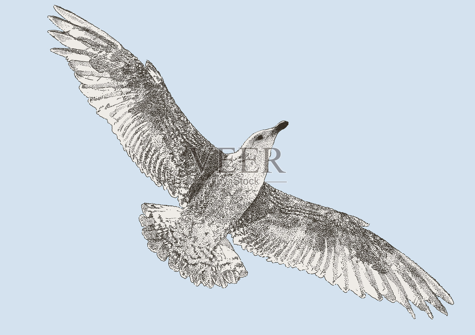 年轻的海鸥在头顶飞翔插画图片素材