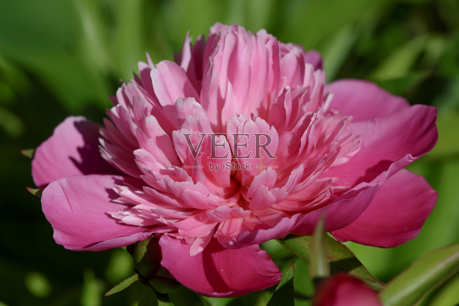 宁静放松的小屋花园场景，展现了夏日阳光下美丽的粉色牡丹。照片摄影图片