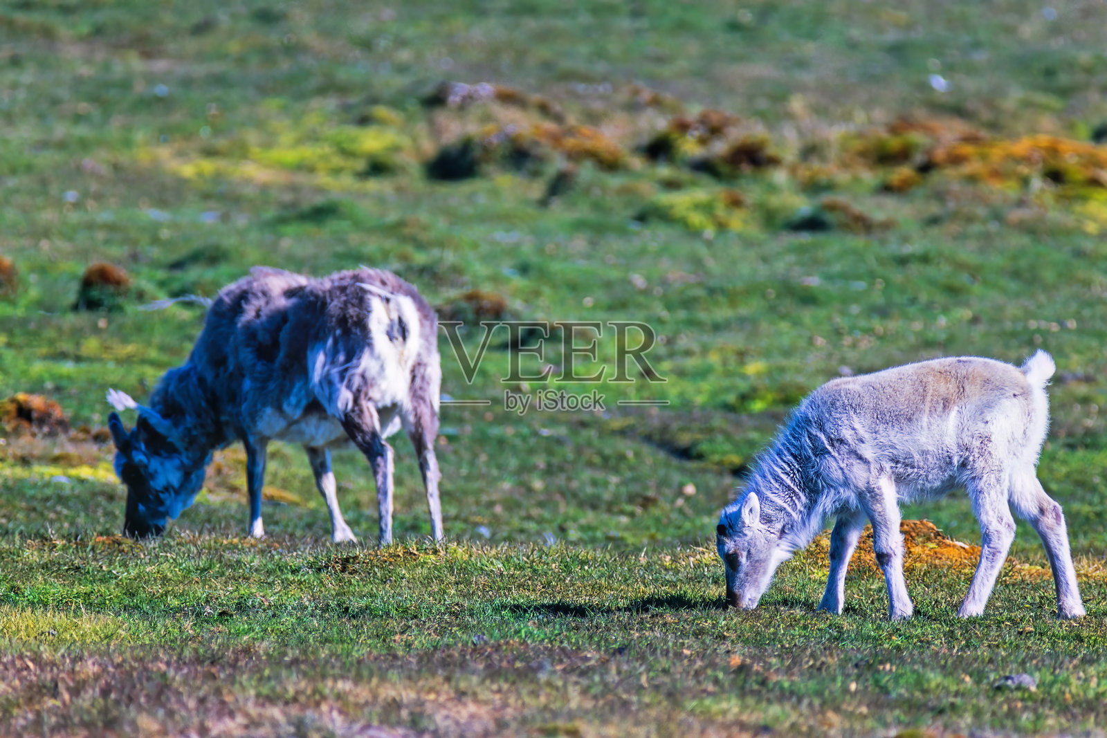 斯瓦尔巴特驯鹿母鹿与小鹿在吃草照片摄影图片