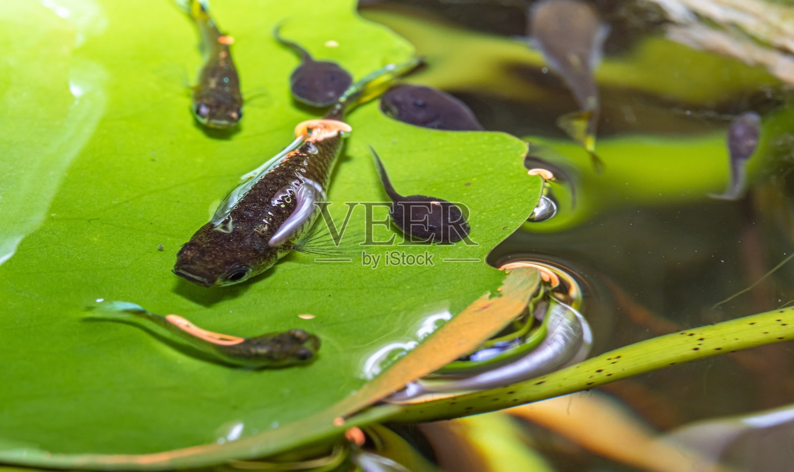 热带池塘水下的绿叶上有鱼和蝌蚪。照片摄影图片