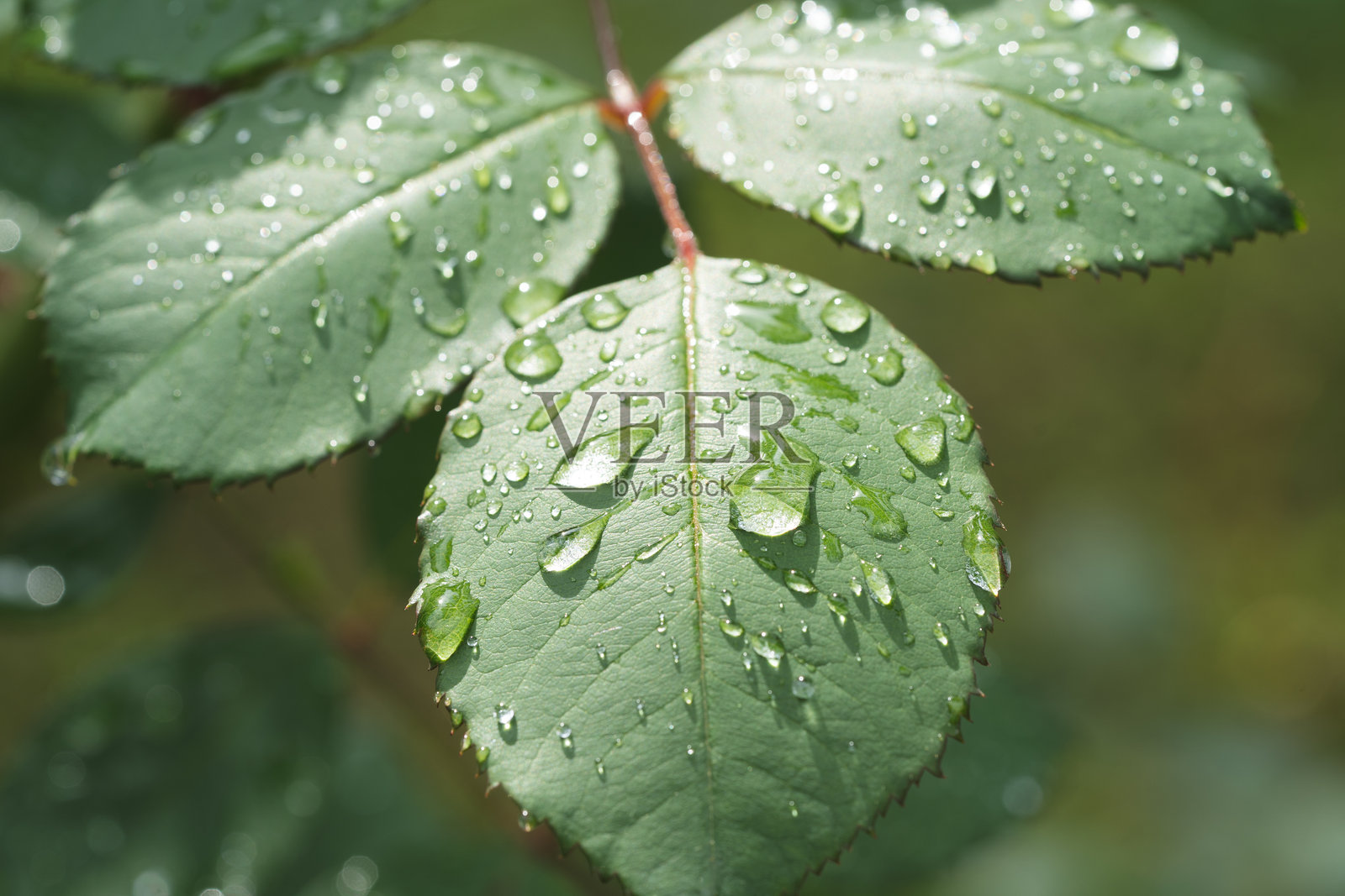 雨后绿叶上的美丽水滴照片摄影图片