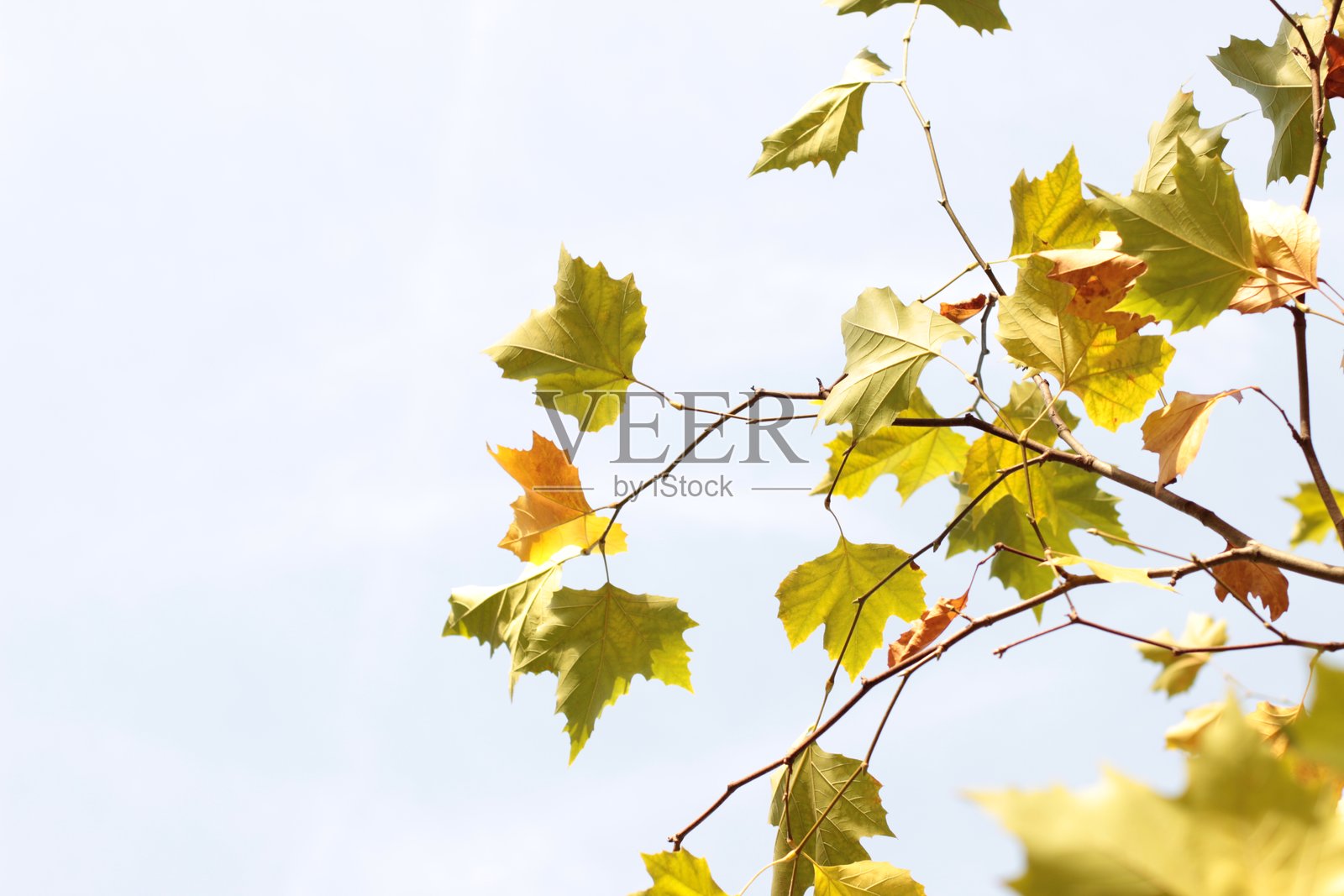 蓝天背景下的黄色枫树秋叶照片摄影图片
