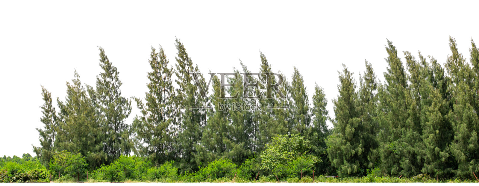 绿色树木孤立在白色背景上。夏季的森林和树叶，带有切割路径和透明通道。照片摄影图片