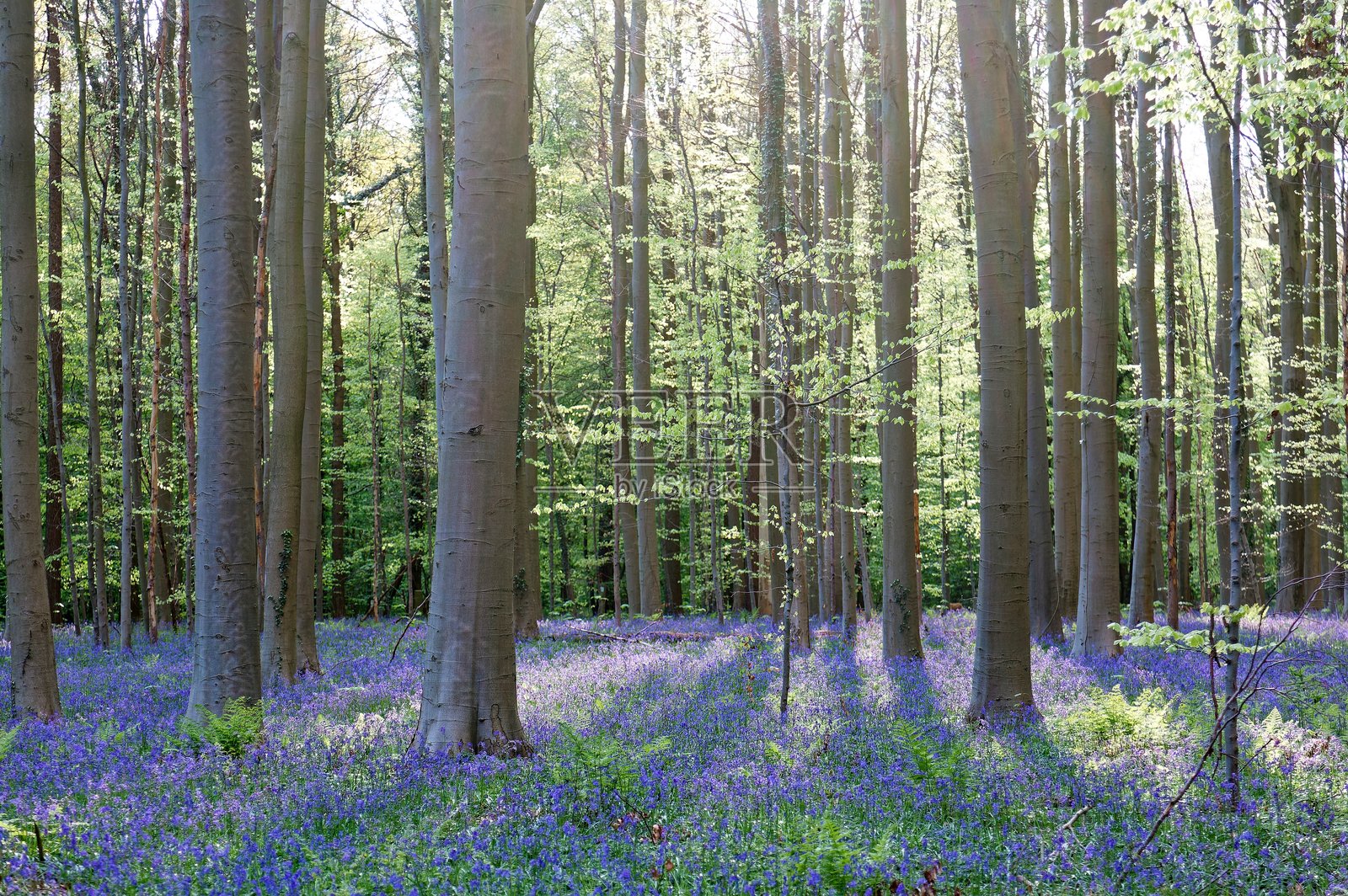 比利时哈勒博斯迷人的景色展现了一片生机勃勃的蓝铃花，覆盖着森林地面，金色阳光透过高耸的树木洒下，营造出梦幻般的神奇场景，仿佛大自然在编织一种魔幻的氛围。照片摄影图片