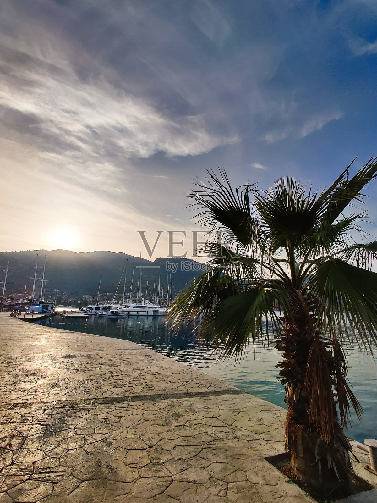 美丽的大型热带棕榈树生长在海岸边照片摄影图片