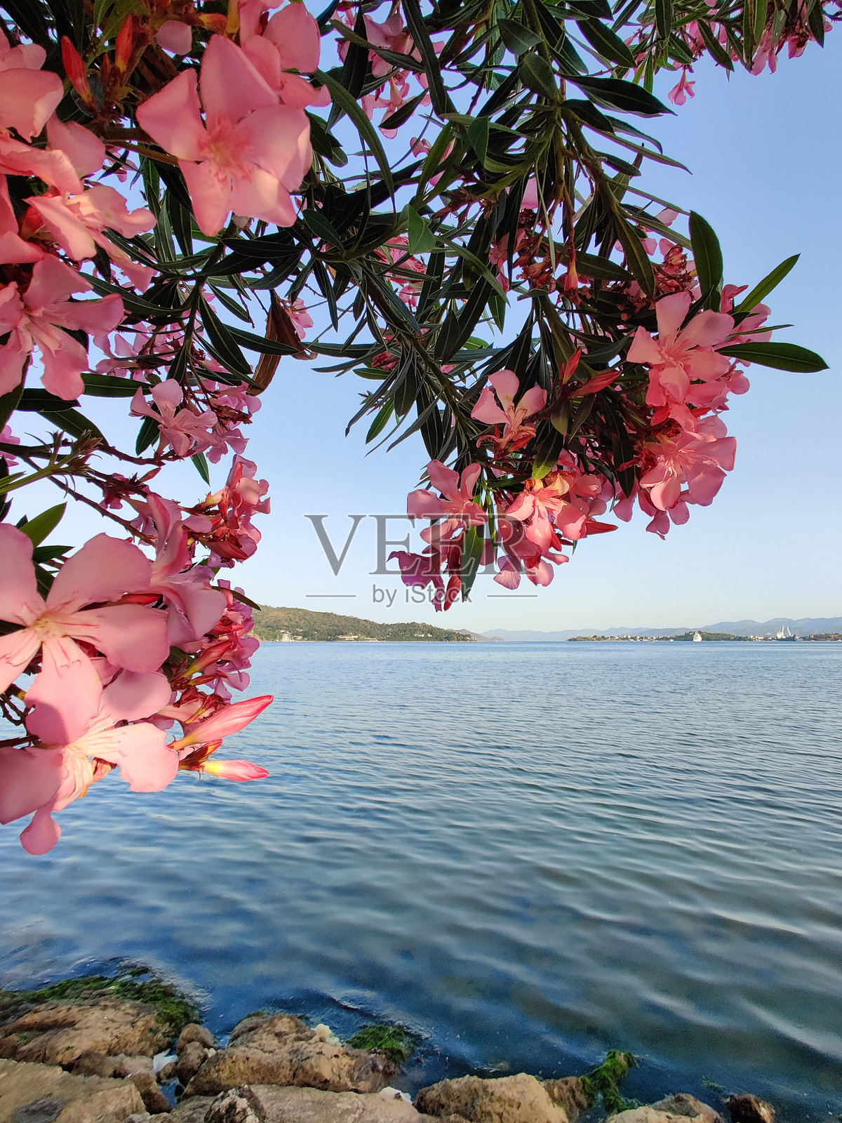 海边的夹竹桃树上盛开的美丽花朵照片摄影图片