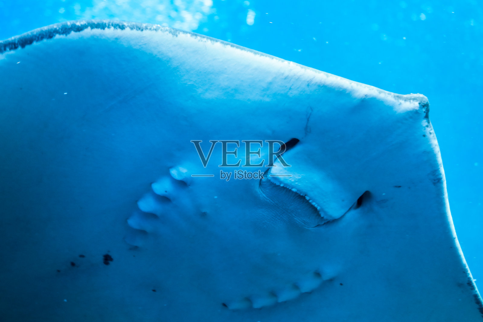 与优雅游弋的黄貂鱼在南非水域的亲密接触照片摄影图片