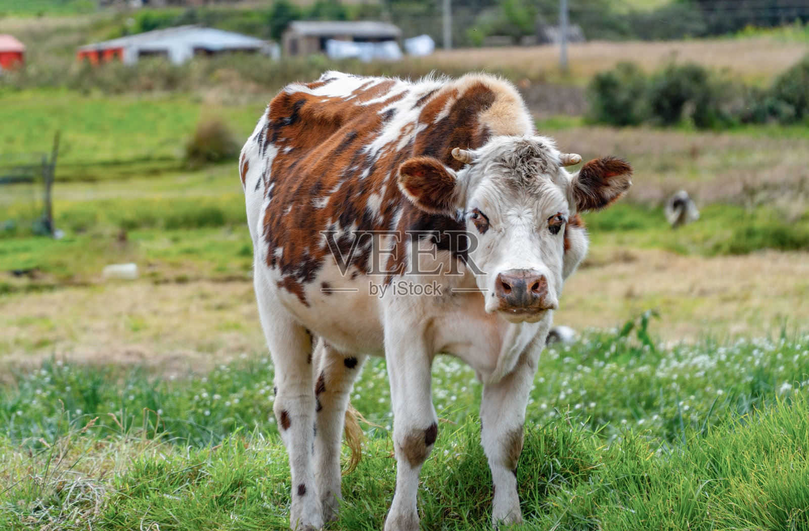 牛。牛在绿色草地上看着镜头。照片摄影图片