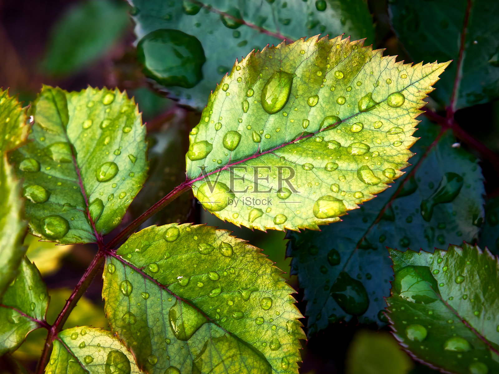 玫瑰叶子特写，叶子的美丽形状，边缘呈锯齿状。照片摄影图片