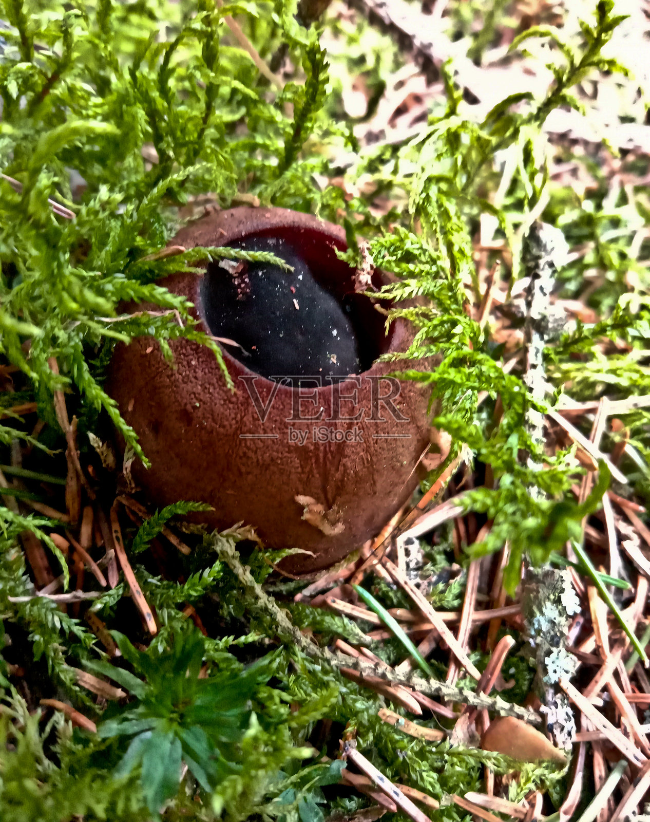球状虫草是一种在野生森林中生长的圆形棕色蘑菇。照片摄影图片