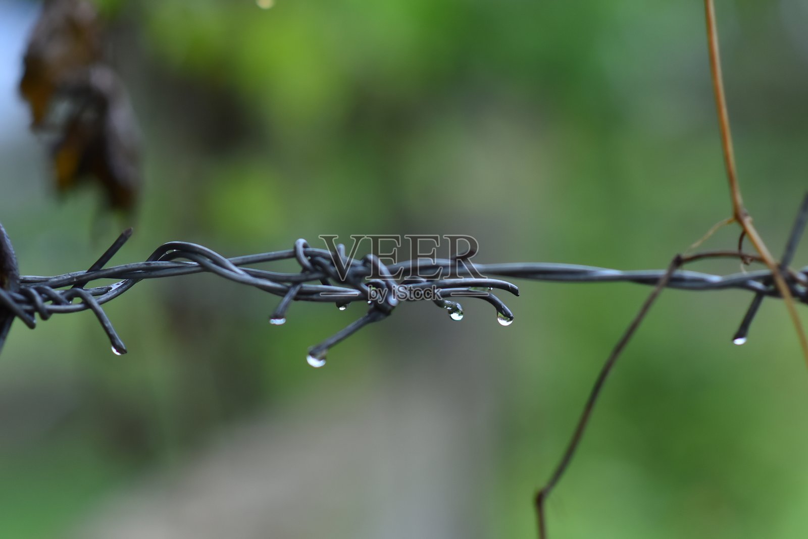 围栏上的铁丝和缠绕在其上的植物照片摄影图片