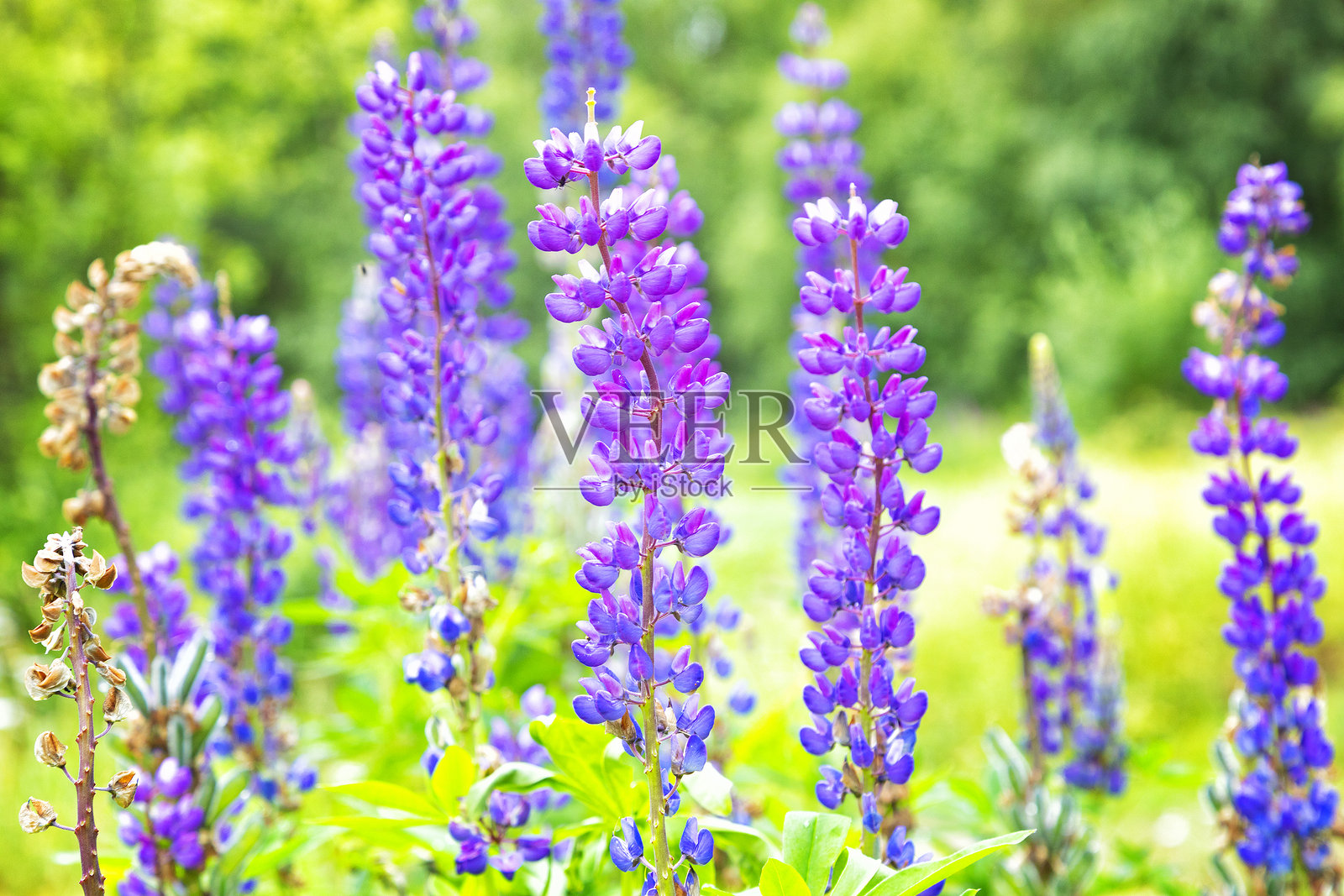 盛开的蓝色狼毒花与绿色背景相映成趣照片摄影图片