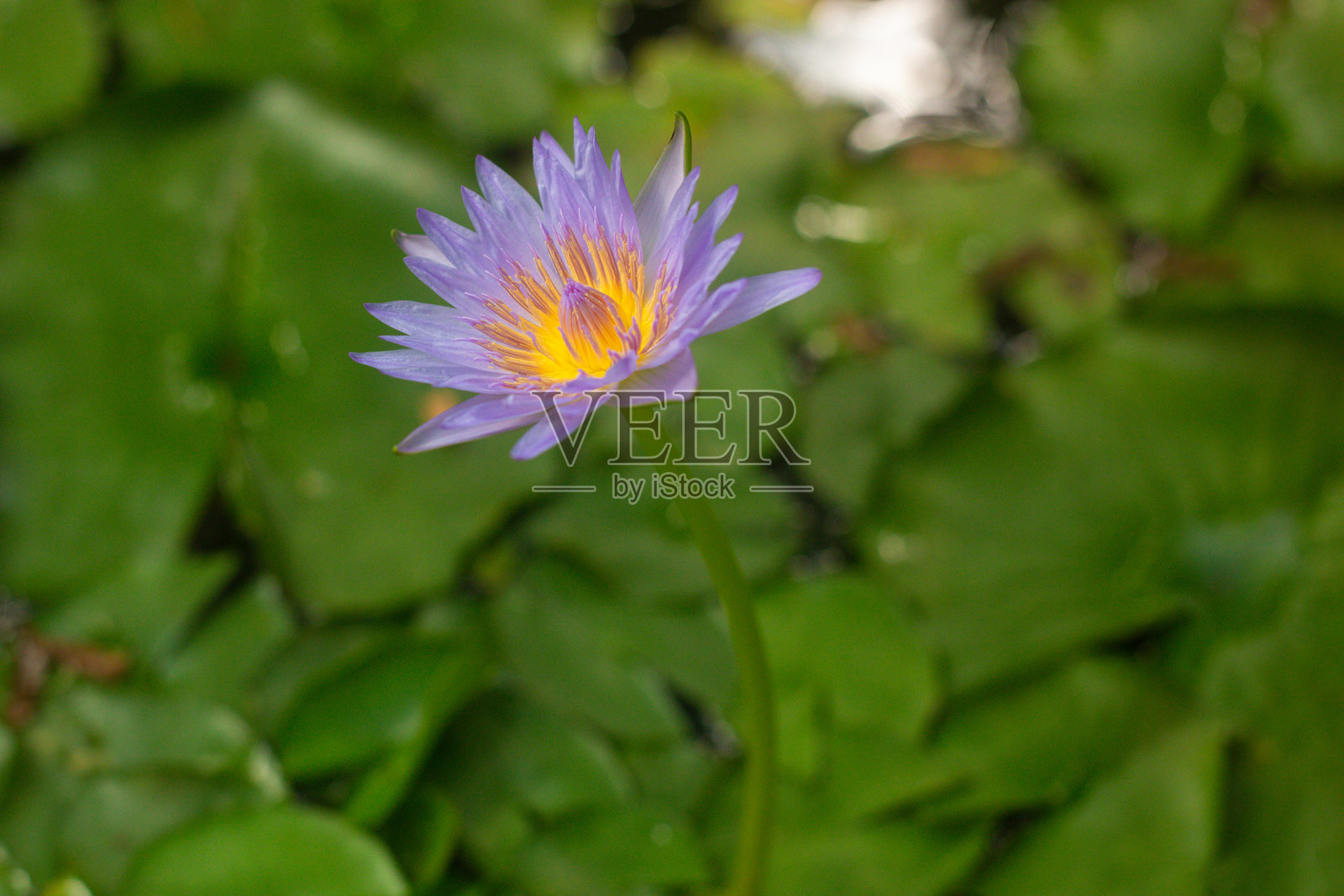 美丽的蓝色莲花在花园中的特写镜头照片摄影图片