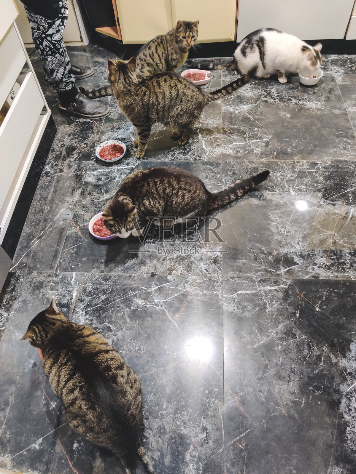 许多猫在家里的厨房里吃食物照片摄影图片