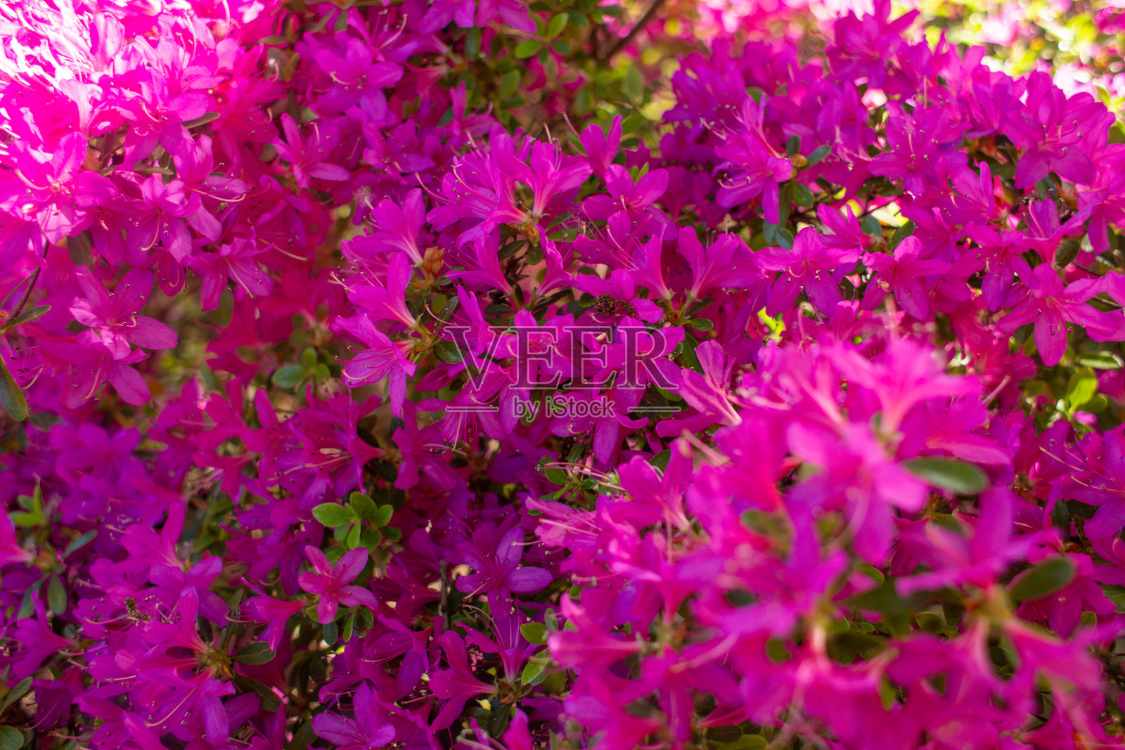美丽的粉色日本杜鹃花在花园中的特写镜头照片摄影图片