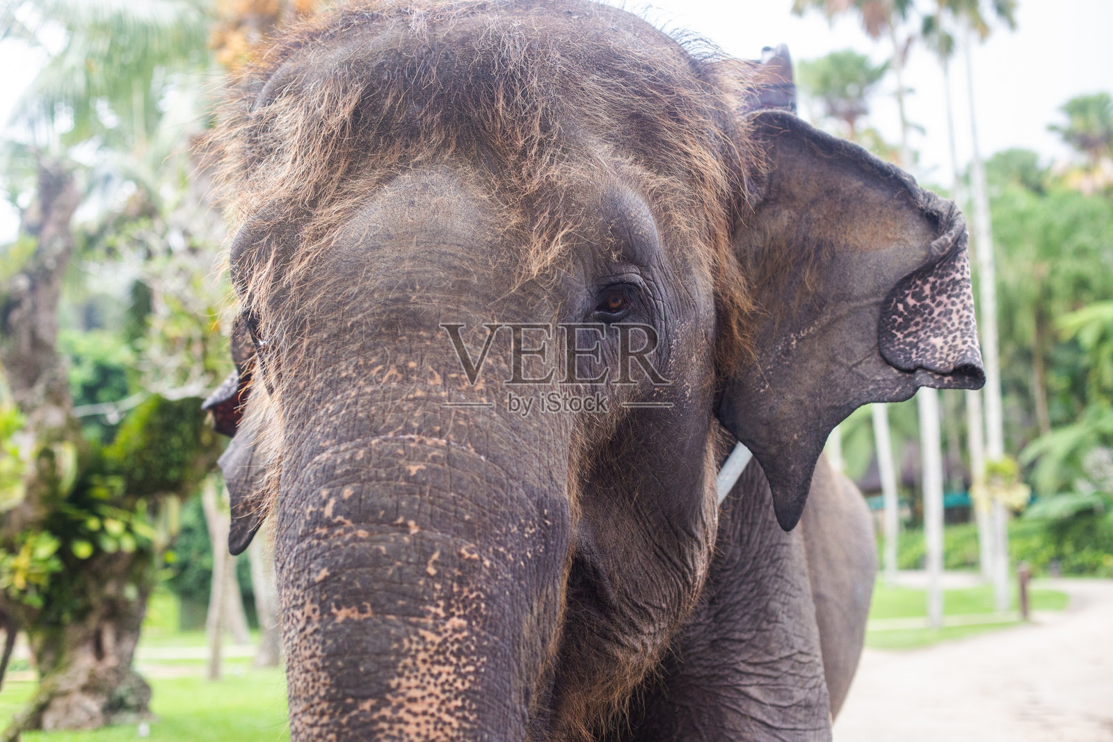 美丽成年大象的特写头部照片摄影图片