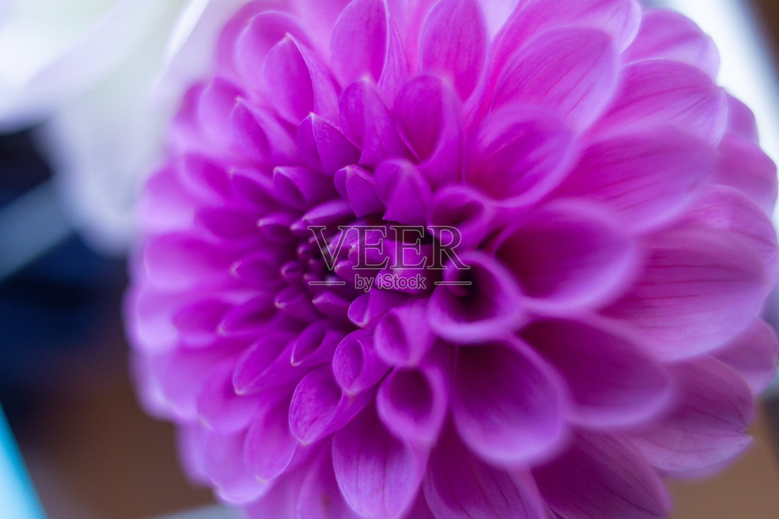 花园中美丽大丽花的特写镜头照片摄影图片