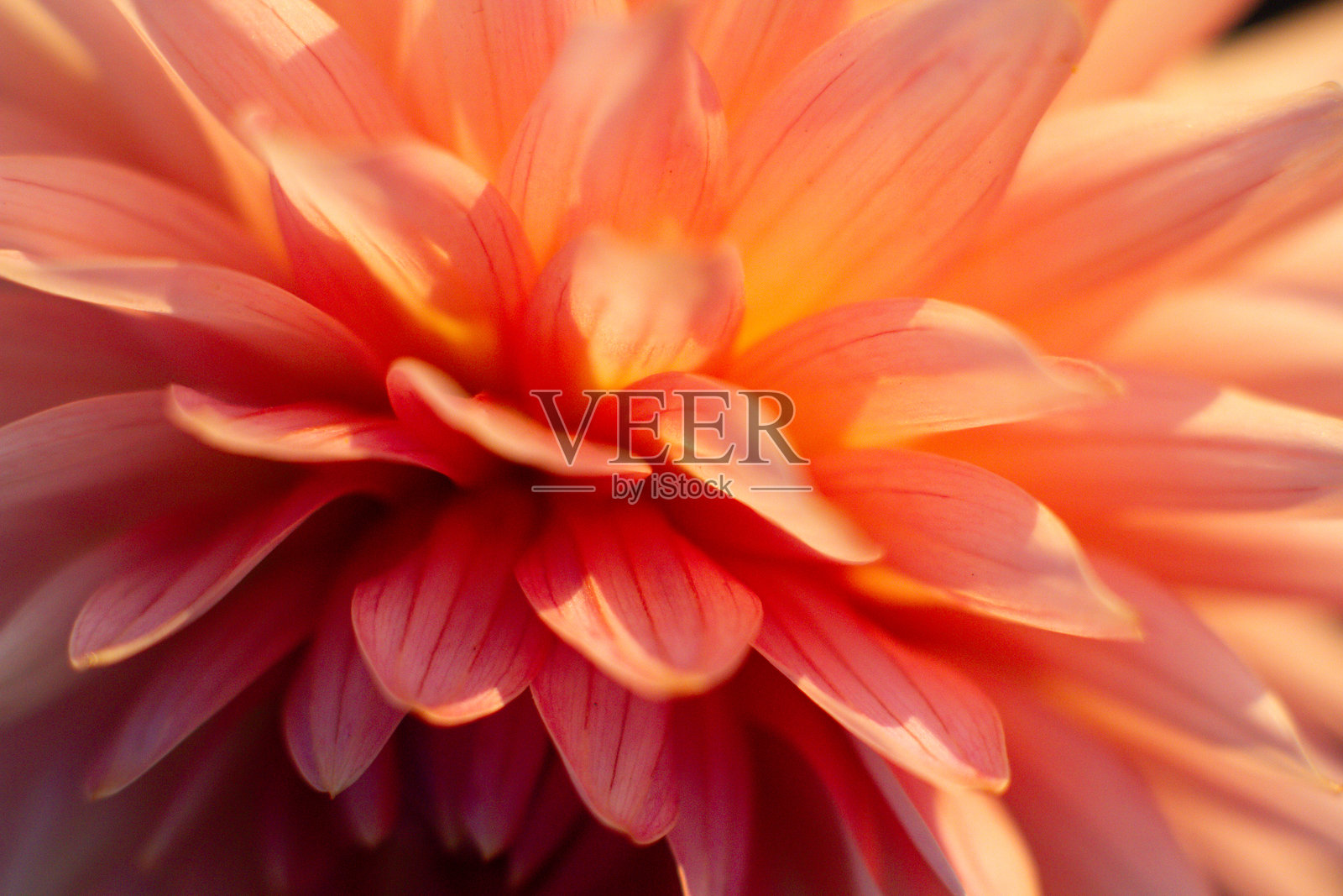 花园中美丽大丽花的特写镜头照片摄影图片