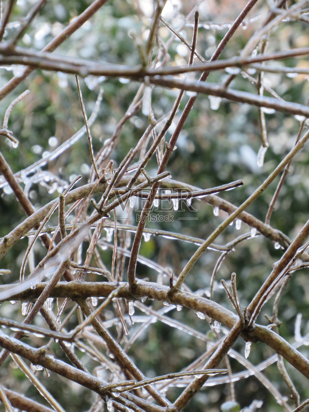 结冰的树枝照片摄影图片