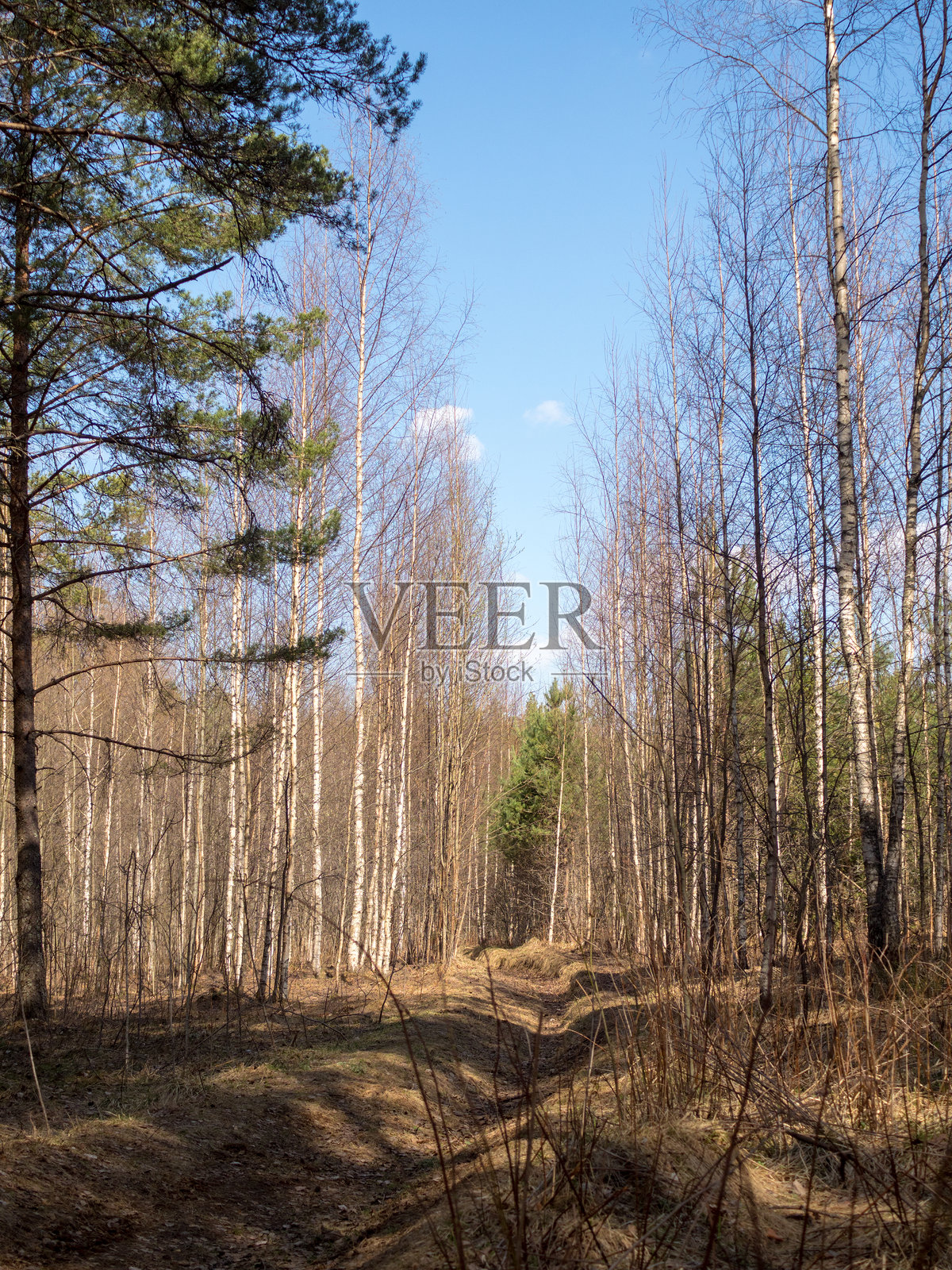 阳光明媚的森林风景照片摄影图片