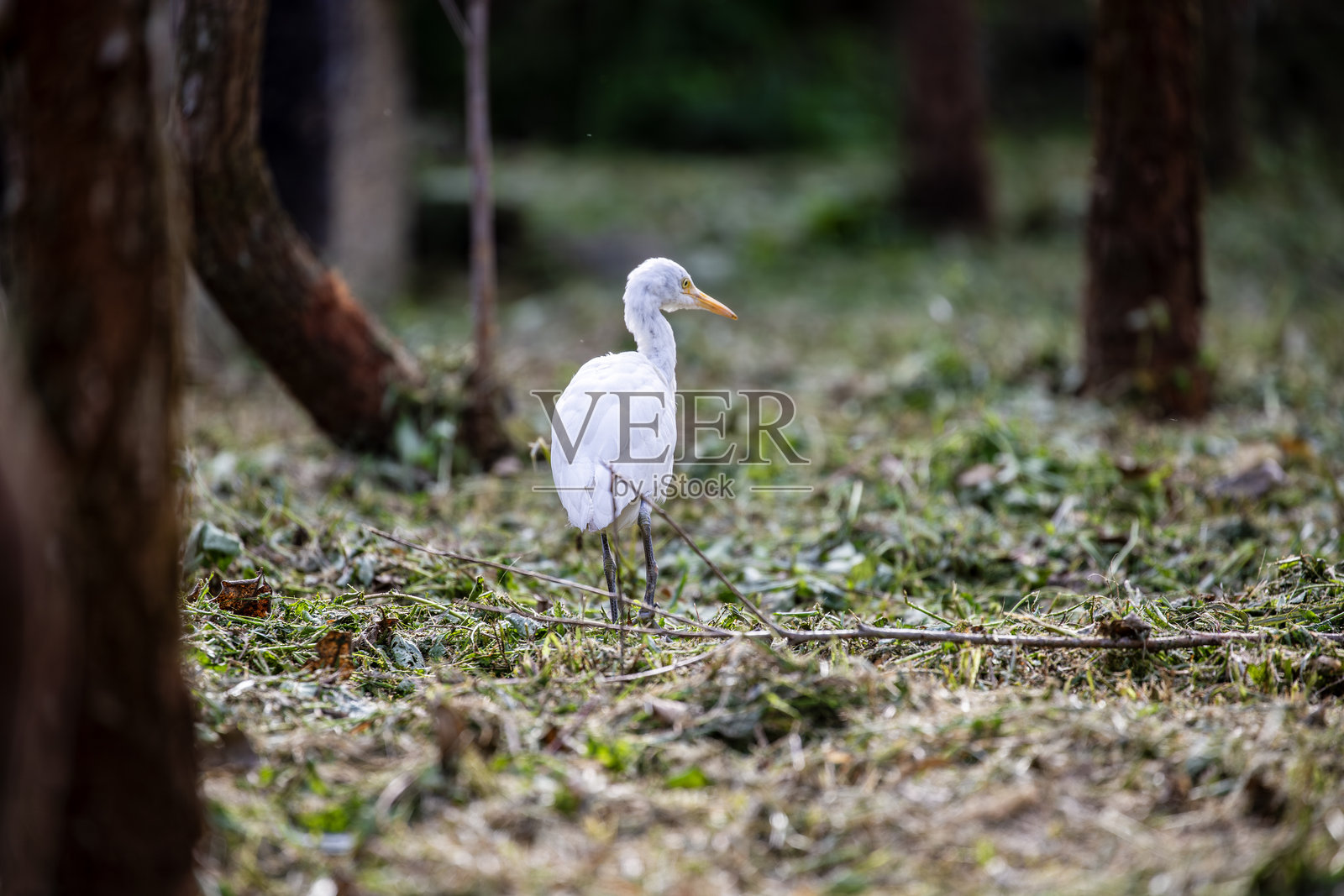 宁静时刻：白鹭在树间觅食照片摄影图片